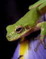 Treefrog187T.jpg"