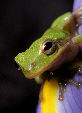 Treefrog188T.jpg"