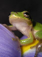 Treefrog189T.jpg"