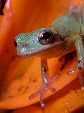 Treefrog18T.jpg"