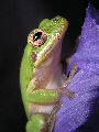 Treefrog190T.jpg"