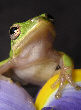 Treefrog191T.jpg"