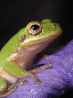 Treefrog192T.jpg"