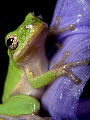 Treefrog193T.jpg"