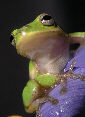 Treefrog194T.jpg"