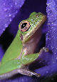 Treefrog195T.jpg"