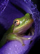 Treefrog196T.jpg"