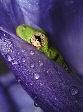 Treefrog197T.jpg"