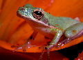 Treefrog19T.jpg"