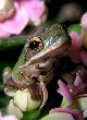 Treefrog1T.jpg"