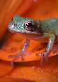 Treefrog20T.jpg"