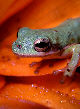 Treefrog21T.jpg"