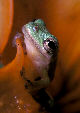 Treefrog22T.jpg"