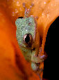 Treefrog23T.jpg"