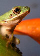 Treefrog24T.jpg"