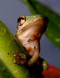 Treefrog25T.jpg"