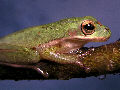 Treefrog26T.jpg"