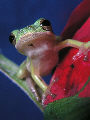 Treefrog27T.jpg"