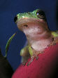 Treefrog28T.jpg"