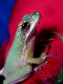 Treefrog29T.jpg"