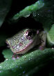 Treefrog2T.jpg"