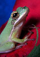 Treefrog30T.jpg"