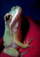 Treefrog31T.jpg"