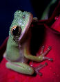 Treefrog32T.jpg"