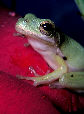 Treefrog33T.jpg"