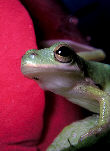 Treefrog34T.jpg"