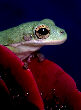 Treefrog35T.jpg"