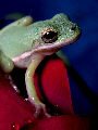 Treefrog36T.jpg"