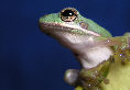 Treefrog37T.jpg"