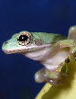 Treefrog38T.jpg"