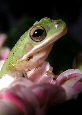 Treefrog3T.jpg"