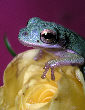 Treefrog40T.jpg"