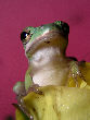 Treefrog41T.jpg"