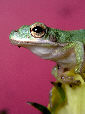 Treefrog42T.jpg"