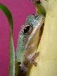 Treefrog45T.jpg"