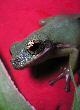 Treefrog46T.jpg"