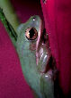 Treefrog47T.jpg"