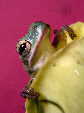 Treefrog48T.jpg"