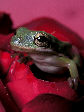 Treefrog49T.jpg"