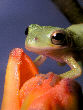 Treefrog4T.jpg"