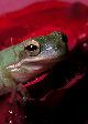 Treefrog50T.jpg"