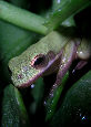 Treefrog51T.jpg"