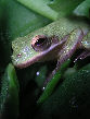 Treefrog52T.jpg"