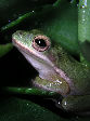 Treefrog53T.jpg"