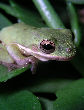 Treefrog54T.jpg"