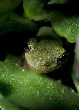 Treefrog55T.jpg"